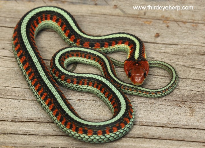 California Red-sided Garter Snake